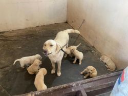 High breed Lab Puppies for sale