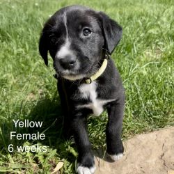 Lab Mix Puppies READY NOW