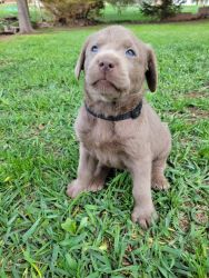 Silver lab needs new home