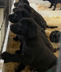 Black lab puppies
