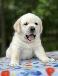 Pure English Labrador Retriever Puppy