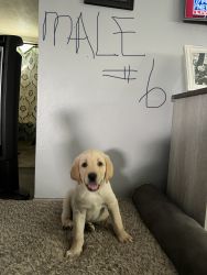 Yellow lab puppies now ready for families