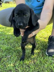Lab puppies for sale!