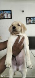Lab puppies for sale in Chennai