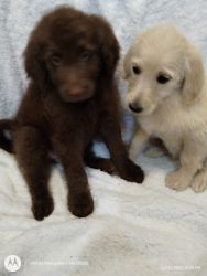 Labradoodle puppieCkc registered pay at pickup 1 boy 1 girl
