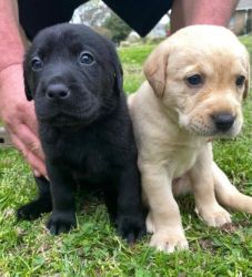 Labrador Retriever Puppies akc