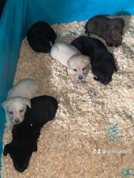 Labrador Retriever Puppies All Colors