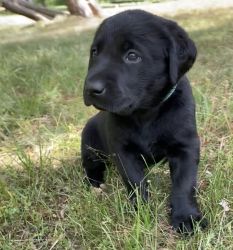 Champion Bloodline AKC Labrador Puppies - So Sweet - So Smart