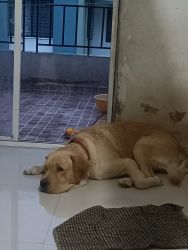 Labrador dog adopt