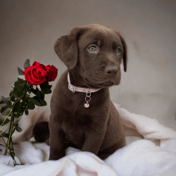 Lindos cachorros Labrador Retriever muy amistos y adorables