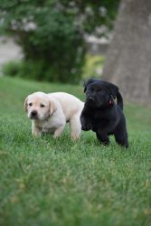 AKC Labrador Puppies ~ Black & Yellow