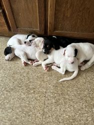 Beautiful Lab/hound mix pups looking for good home