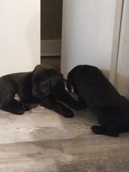 Full blooded Labrador retriever puppies for sell