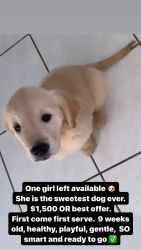 Labrador/Golden Retriever Mix Puppy!