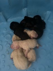 Labrador retrievers born 77/11 AKC