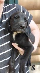 2 Black Lab Mix Puppies up for Adoption. $75 each. 1 girl and 1 boy