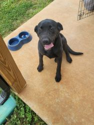 Black lab pup for sale. 10 months old
