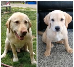 2 labrador puppies with items included