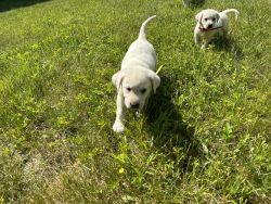 White Labrador puppies