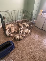 7 puppies available
