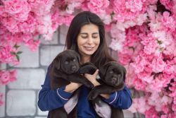 Joyful Labrador Retriever Puppies For Sale