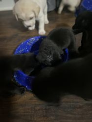 Golden -Black Labodor retriever pups