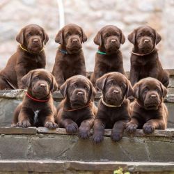 Joyful Labrador Retriever Puppies For Sale