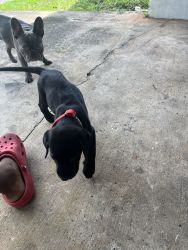 2 black lab pups