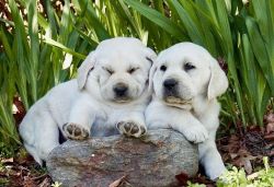 Beautiful English Labrador puppies