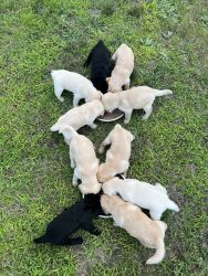 10 puppies for sale