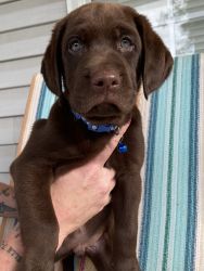 AKC Lab puppy for sale