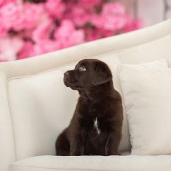 Cute Labrador Retriever Puppies For Sale