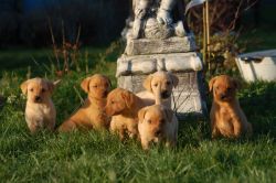 Labrador puppies for sale.