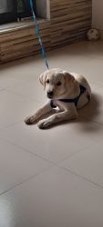 2 month old Labrador Puppy for Sale