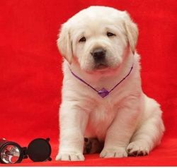 Only Best Quality Labrador Puppies For Sale