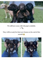 AKC Registerer Lab Puppies