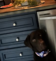 1 year old Full blooded male chocolate lab