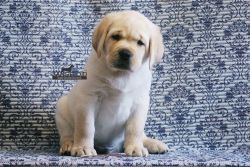 Labrador Puppies Super Quality For Sale