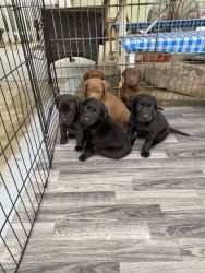 Labradors for sale