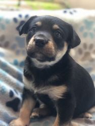 Labrador and kelpie puppies for adoption
