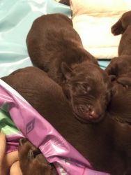 Pure bred Labrador Retriever puppies
