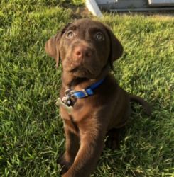 rehoming chocolate lab puppy