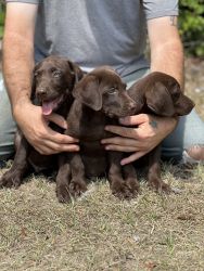 AKC Chocolate Labrador Retriever Puppies