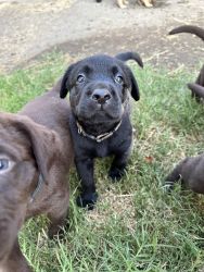 Akc registered Labrador Retriever puppies