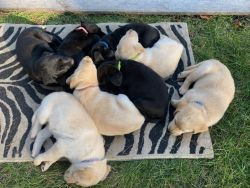 Purebred Yellow and Black Labs