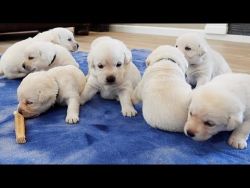 Labrador puppys at super home best pet for ur homes