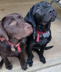 Akc registered Labrador Retriever Puppies