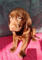 Chocolate Labrador Retriever puppies