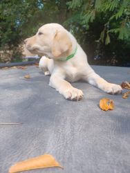 Yellow Labs for Sale