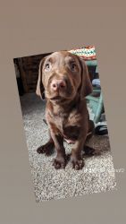 A.K.C. registered Labrador retriever pups
